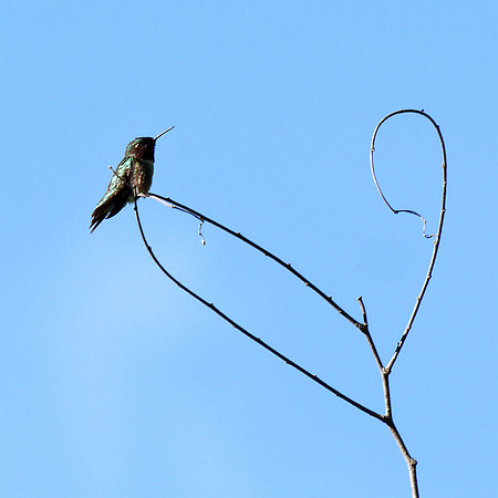 Ruby-Throated Hummingbird, Prattsville NY