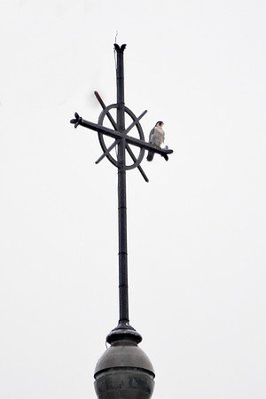 Peregrine Falcon, Manhattan College, Bronx NY