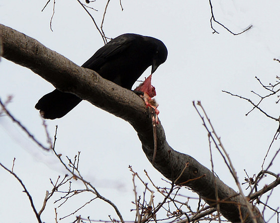 Crow eating a small rat, Strawberry Fields, Central park