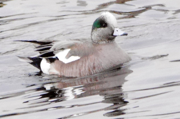 American Wigeon, Central Park Reservoir