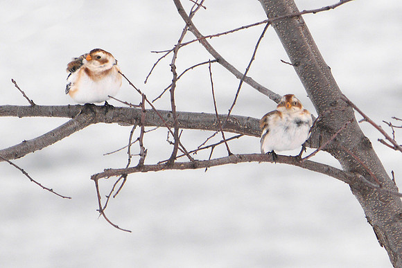 Snow Buntings, Randall's Island