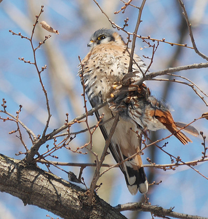 American Kestrel with lunch, Central Park