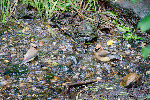 Cedar Waxwings bathing, Central Park
