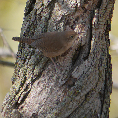 House Wren, Central Park