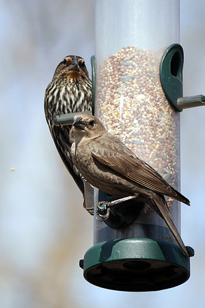 Red-Winged Blackbird and Brown-Headed Cowbird, Central Park