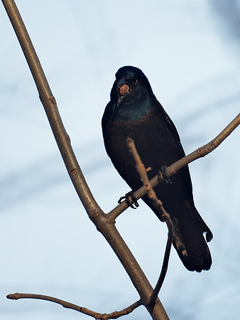 Common Grackle and nut