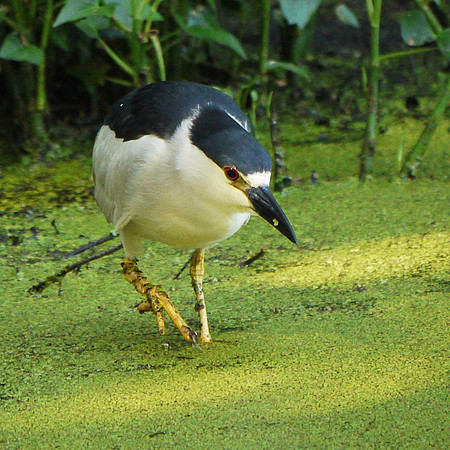 Black-Crowned Night Heron, Turtle Pond, Central Park