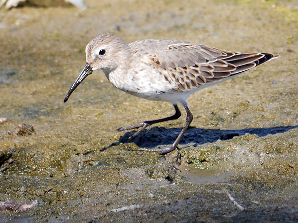 Dunlin, Jamaica Bay