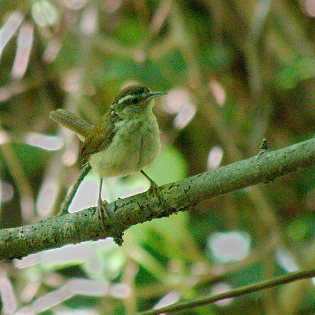 Marsh Wren, Burlington MA