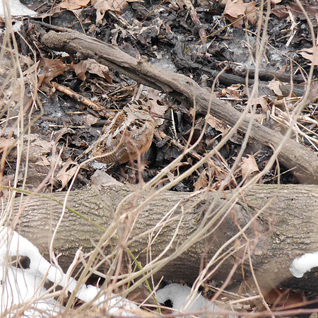 American Woodcock, Central Park