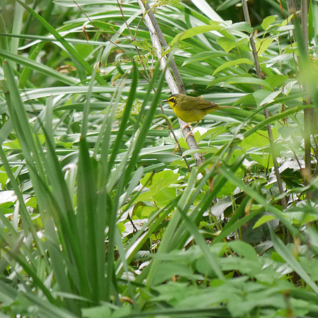 Kentucky Warbler, Central Park