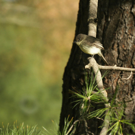 Eastern Phoebe, Central Park