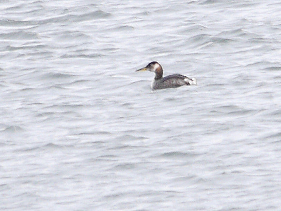 Red-Necked Grebe, East River off Randall's Island