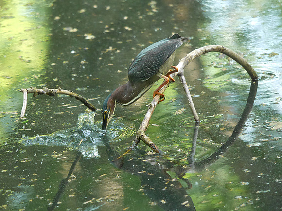 Green Heron, Azalea Pond, Central Park
