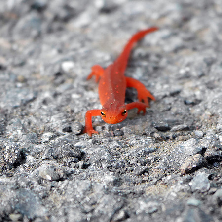 Eastern (Red-Spotted) Newt, Prattsville NY