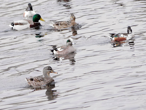 American Wigeon, Central Park Reservoir