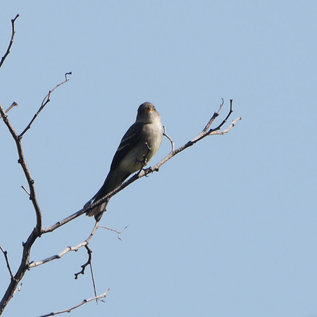 Eastern Wood-Pewee, Central Park