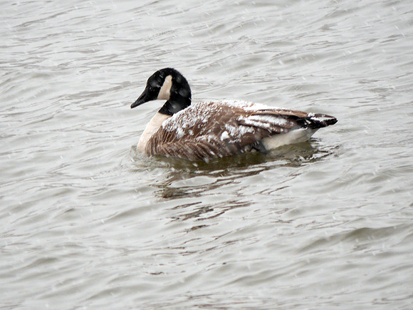 Goose in snow, Randall's Island