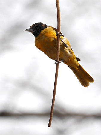 Baltimore Oriole, Central Park