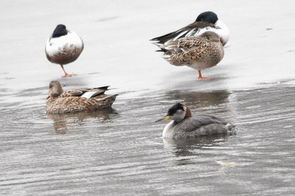 Red-Necked Grebe, Central Park Reservoir