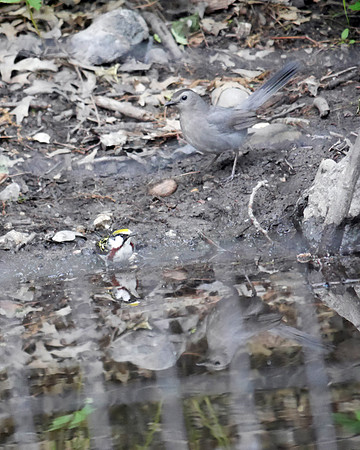 Chestnut-Sided Warbler and Gray Catbird, Tanner's Spring, Central Park
