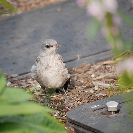 Mockingbird  fledgling, Hudson River Greenway near Pier 63