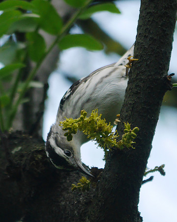 Black-and-White Warbler, Central Park