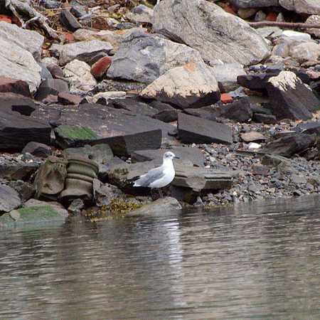 Laughing Gull, Randall's Island