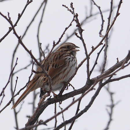 Song Sparrow, Inwood Hill Park