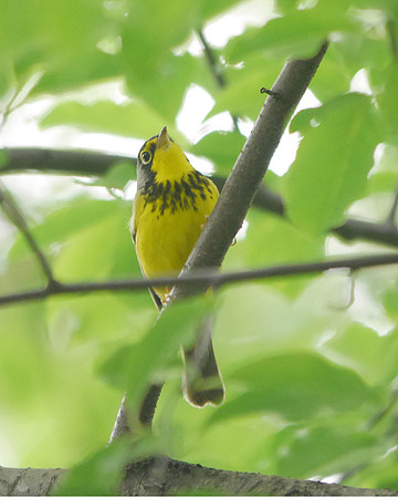 Canada Warbler, Central Park