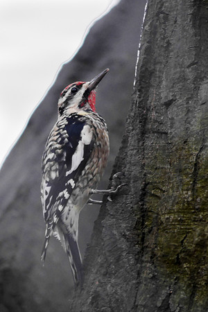 Yellow-Bellied Sapsucker