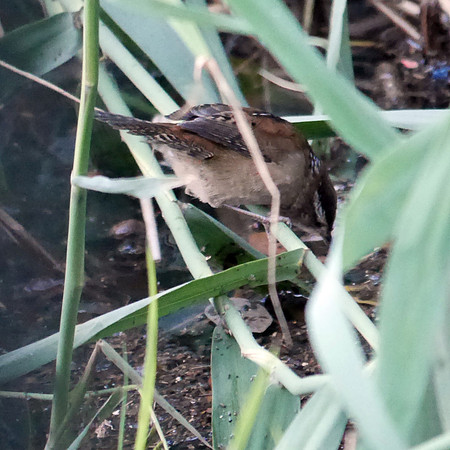 Marsh Wren, Central Park