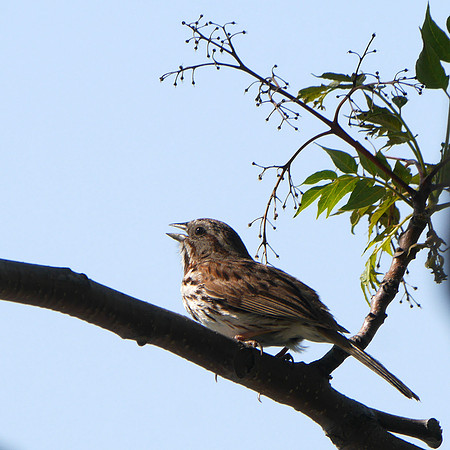 Song Sparrow, Inwood Hill Park