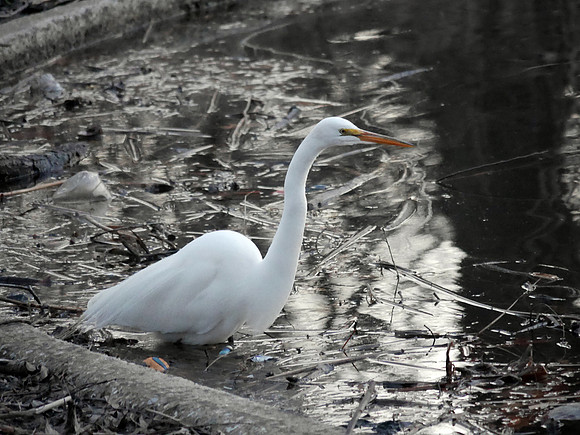 first Great Egret of Spring, Turtle Pond