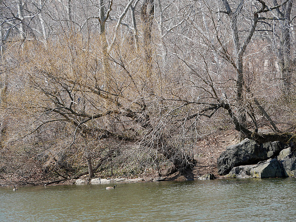 Lake shore with herons