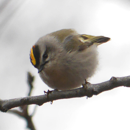 Golden-Crowned Kinglet, Central Park
