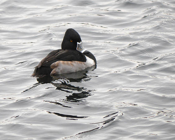 Ring-Necked Duck, Central Park Reservoir