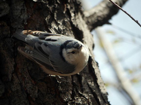 White-Breasted Nuthatch, Laupot Bridge