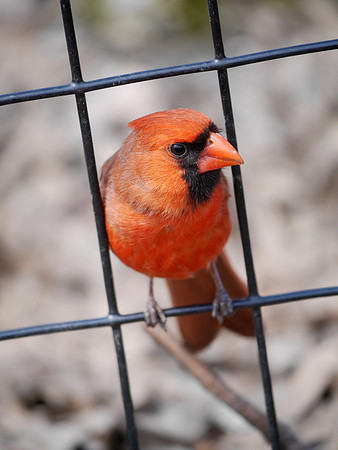 Northern Cardinal, Central Park