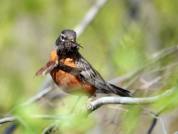 American Robin with nesting material, Central Park