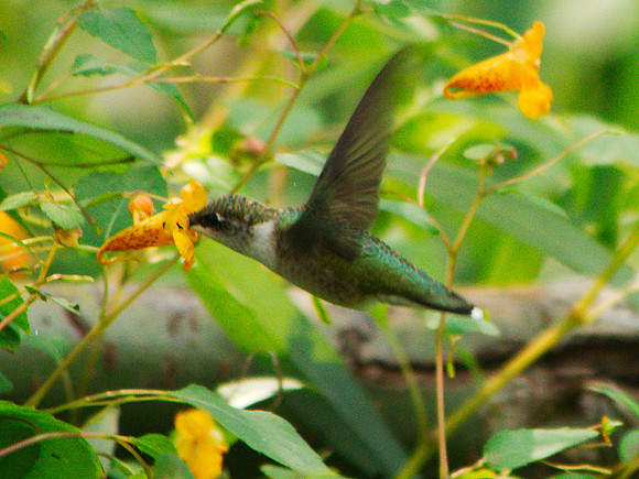 Ruby-Throated Hummingbird, Central Park