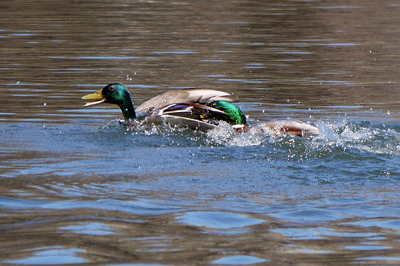 Duck duel