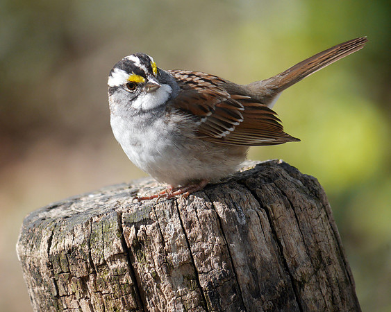 White-Throated Sparrow, Triplets Bridge, Central Park