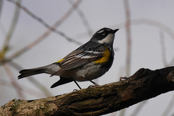Yellow-Rumped Warbler, Central Park