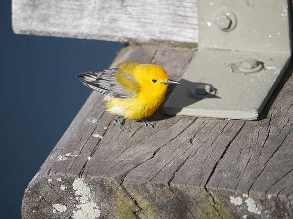 Prothonotary Warbler, Central Park