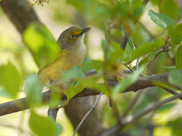 White-Eyed Vireo, Central Park