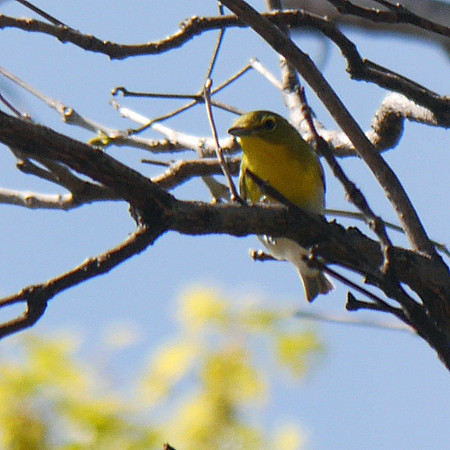 Yellow-Throated Vireo, Central Park