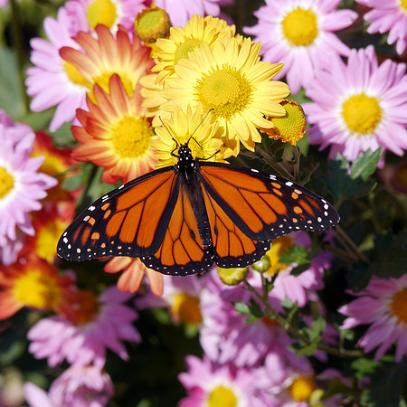 Monarch Butterfly, Central Park