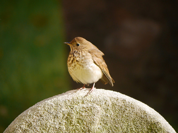 Hermit Thrush, Trinity Church