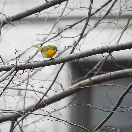 Yellow-Breasted Chat, City Hall Park